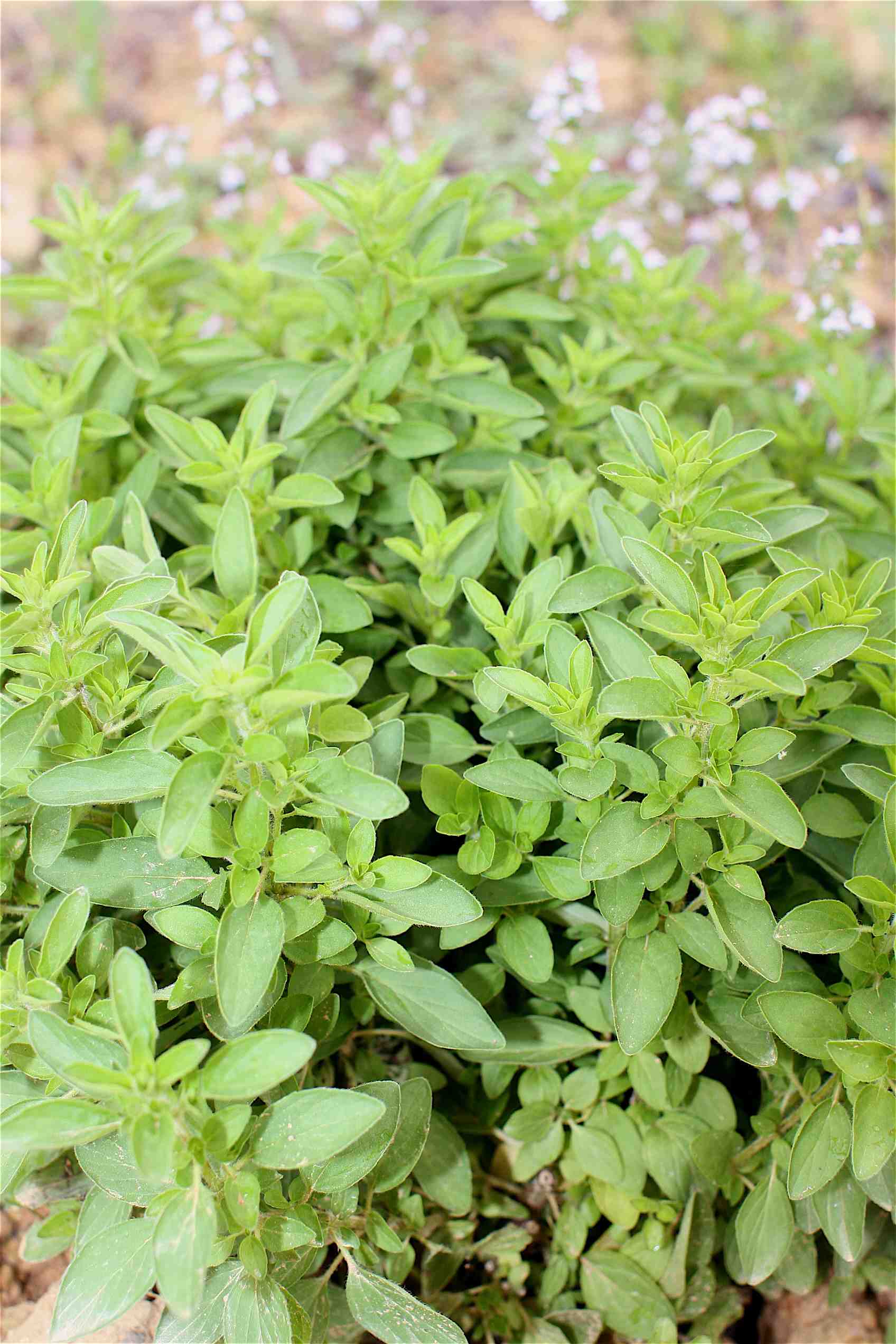 Oregano