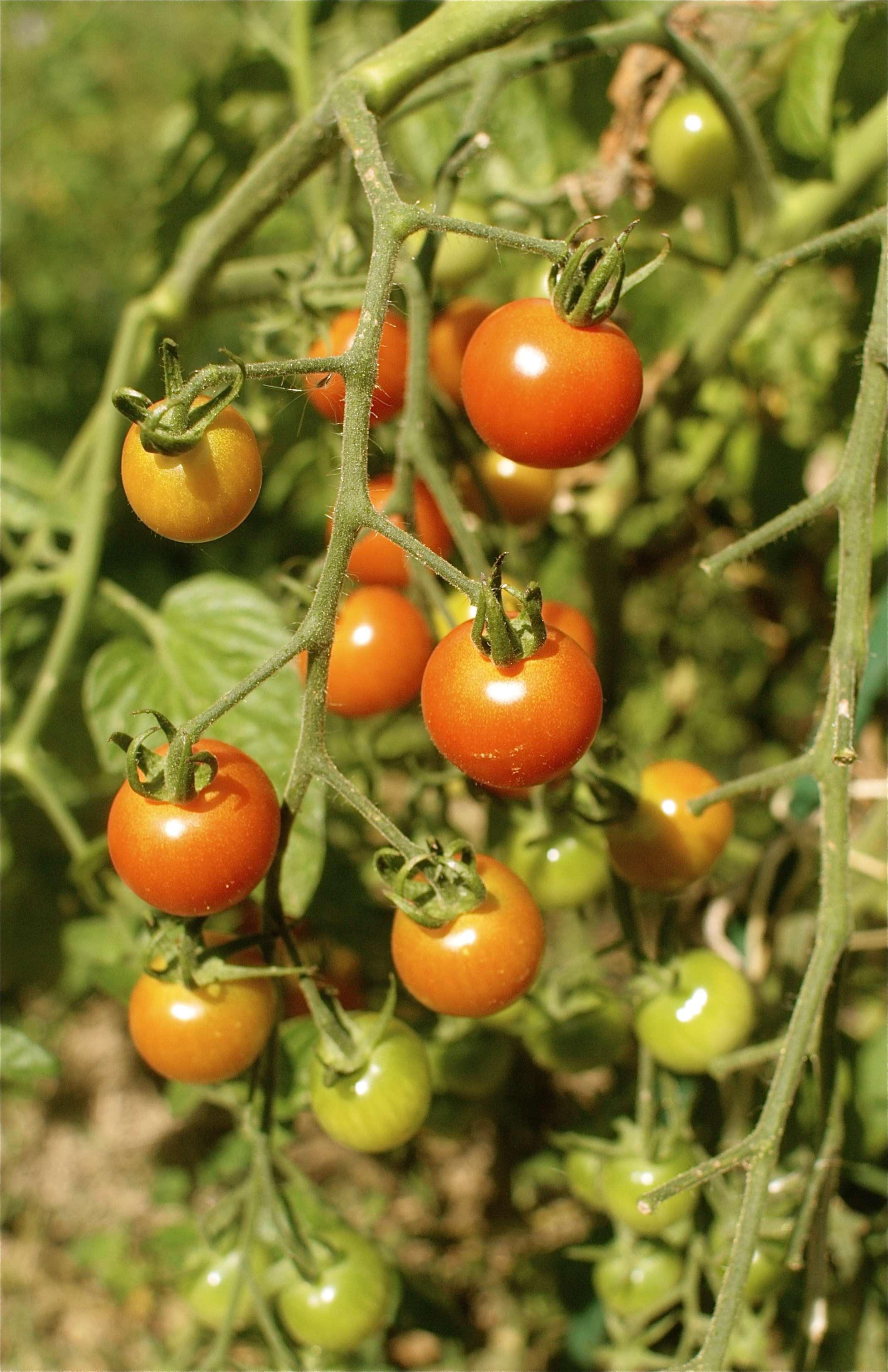 Cherry Tomatoes