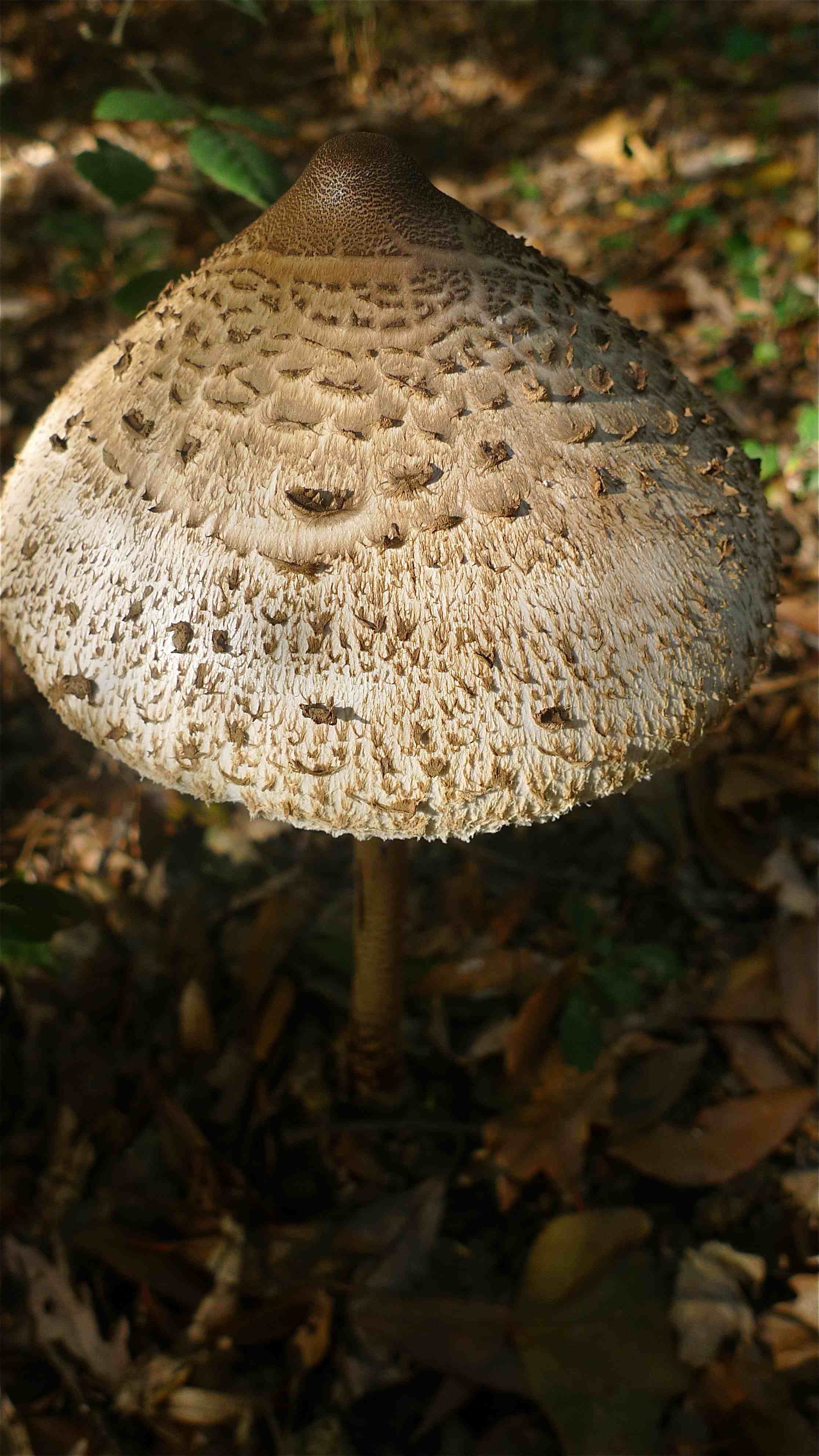 Parasol Mushroom