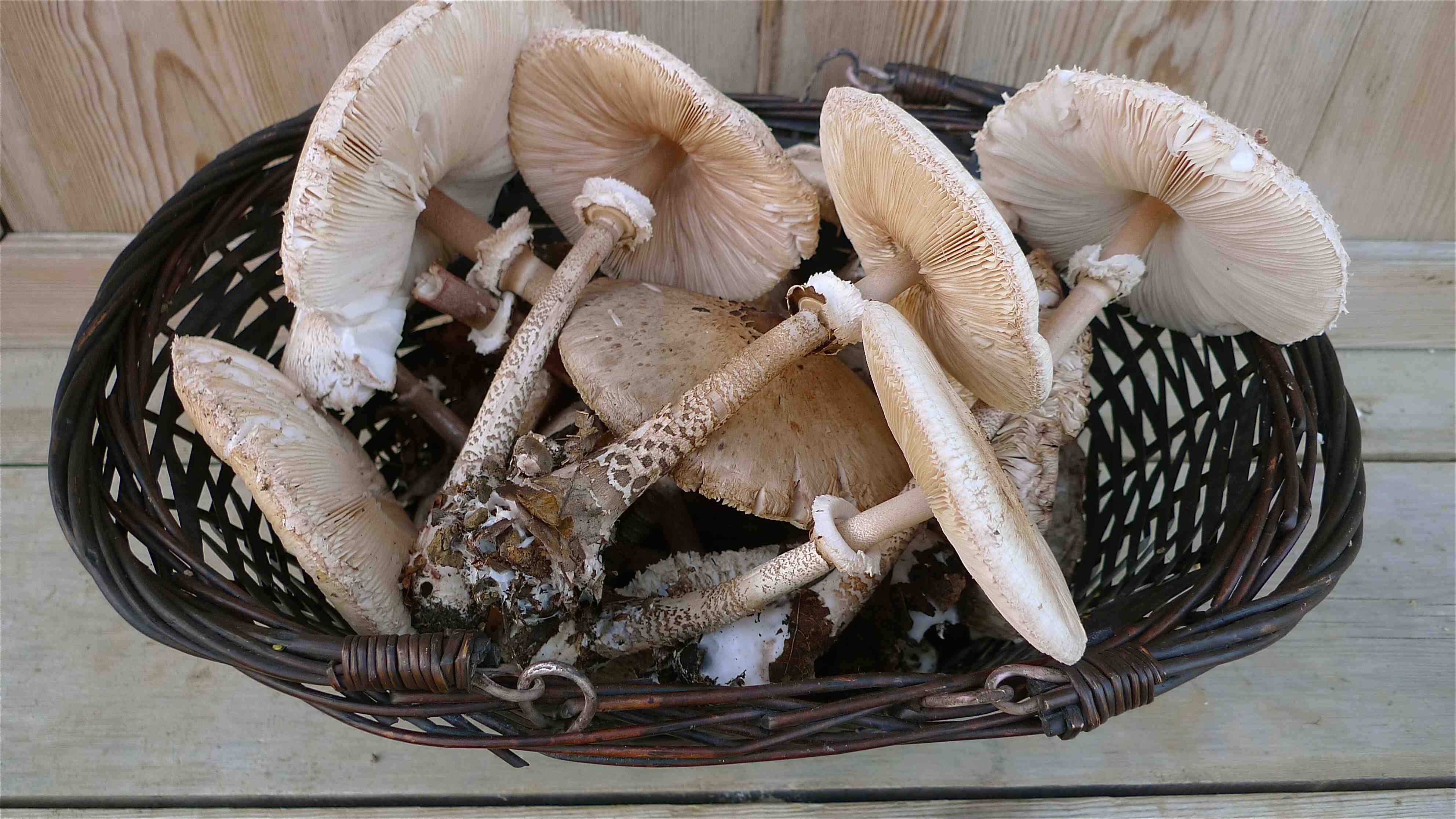 Parasol mushrooms