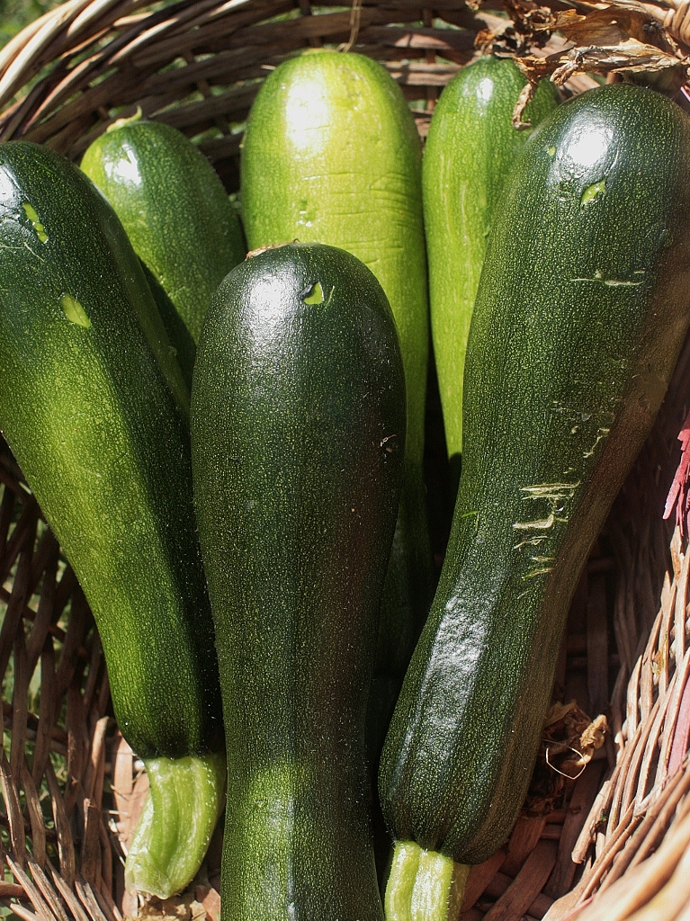 Courgettes